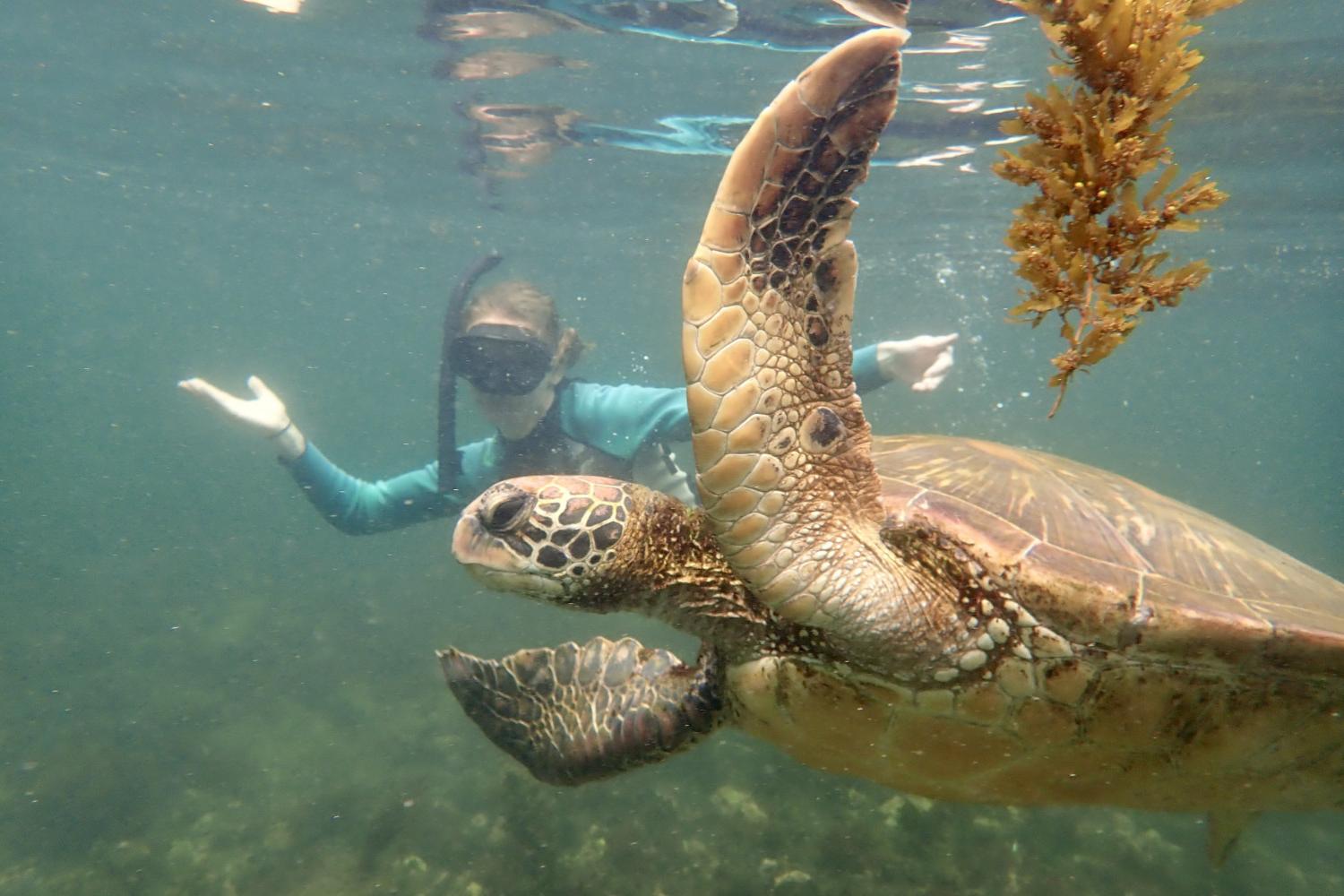 一名<a href='http://h4bi.technestng.com'>bv伟德ios下载</a>学生在Galápagos群岛游学途中与一只巨龟游泳.